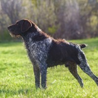 German Wirehaired Pointer breed dog liver minepuppy